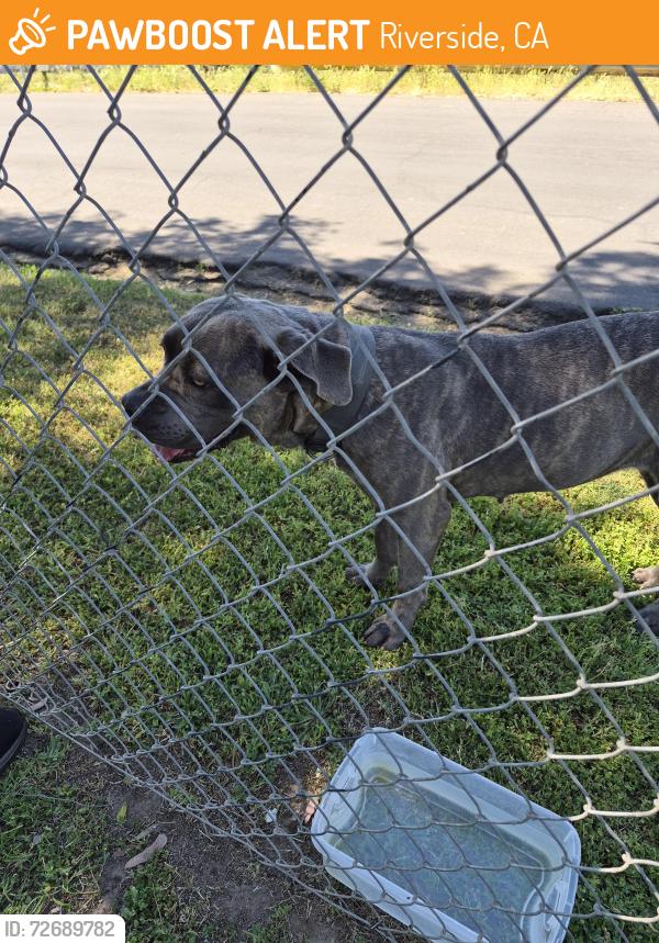 Found/Stray Female Dog last seen Iowa and Center Street, Riverside, CA 92507