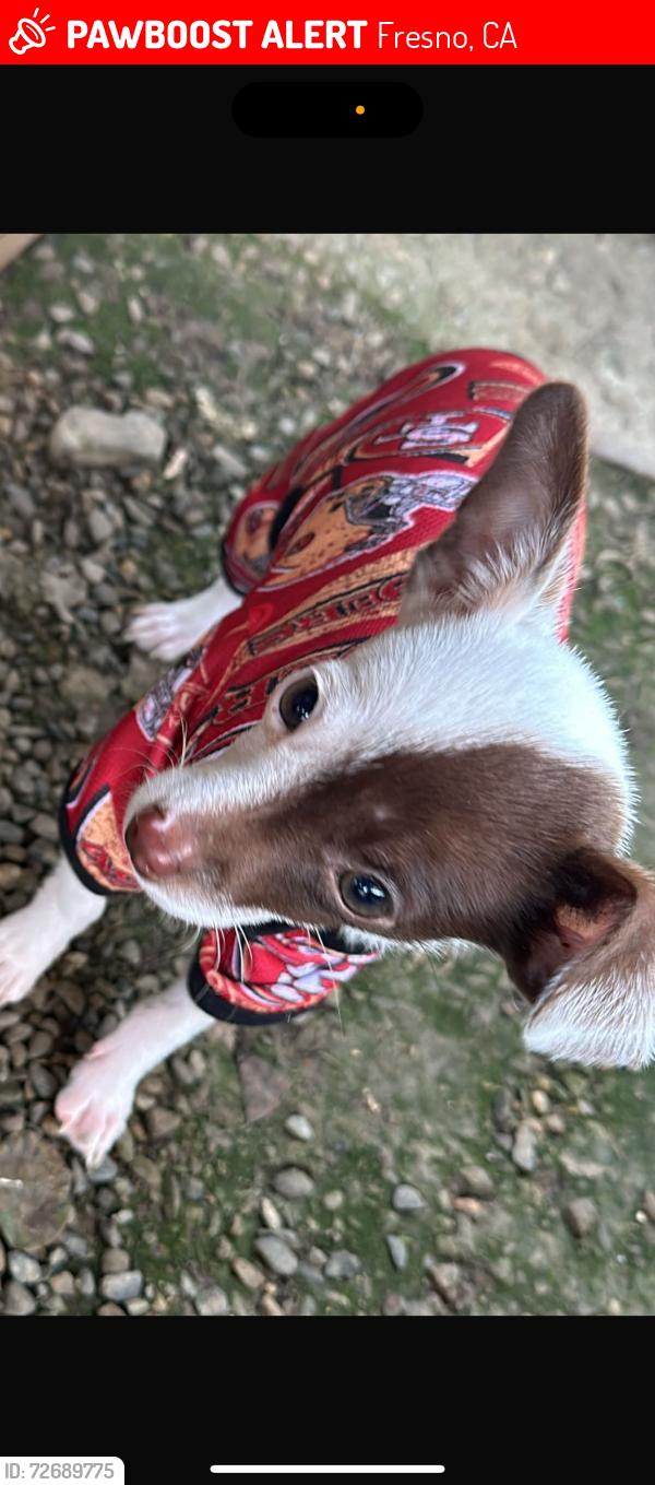 Lost Male Dog last seen Near S Cherry Ave, Fresno, CA 93706, Fresno, CA 93706
