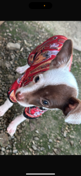 Lost Male Dog last seen Near S Cherry Ave, Fresno, CA 93706, Fresno, CA 93706