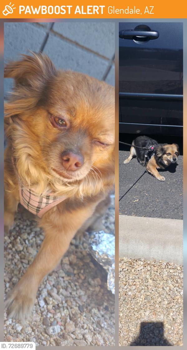Found/Stray Unknown Dog last seen Near W Camelback Rd, Glendale, AZ 85301, Glendale, AZ 85301