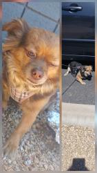 Found/Stray Unknown Dog last seen Near W Camelback Rd, Glendale, AZ 85301, Glendale, AZ 85301