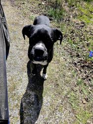 Found/Stray Male Dog last seen Proctor Rd right off HWY 11, Beattyville, KY 41311