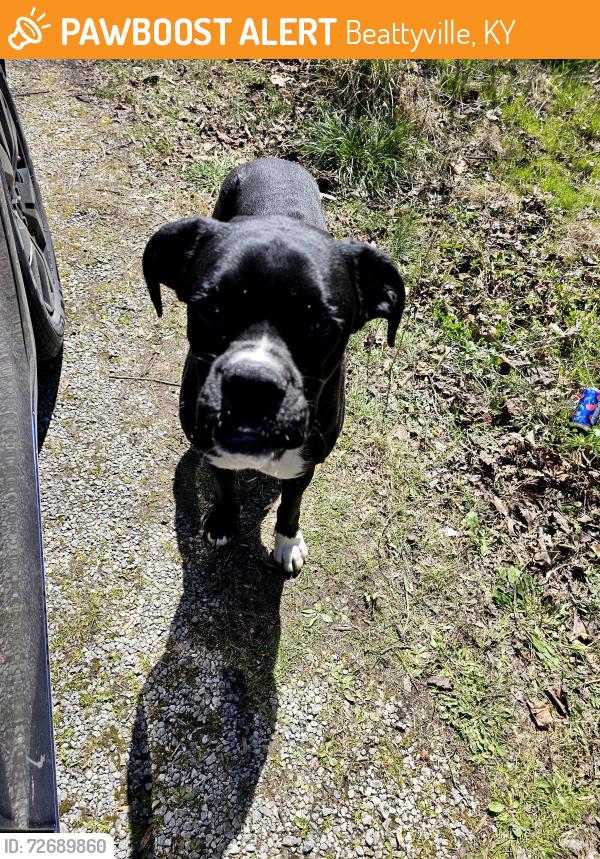 Found/Stray Male Dog last seen Proctor Rd right off HWY 11, Beattyville, KY 41311