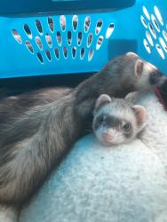 Lost Female Ferret last seen Rockwell Avenue & Arlonne Drive , Catonsville, MD 21228