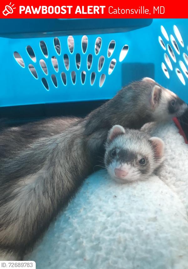 Lost Female Ferret last seen Rockwell Avenue & Arlonne Drive , Catonsville, MD 21228