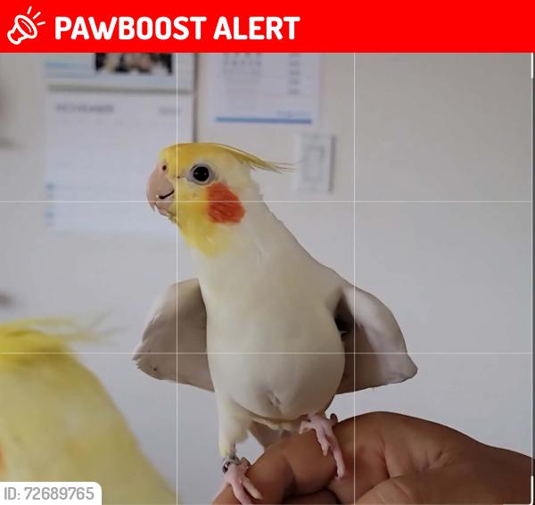 Lost Male Bird last seen Mavis and Courtneypark, Mississauga, ON, Mississauga, ON L5W 1S1