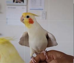 Lost Male Bird last seen Mavis and Courtneypark, Mississauga, ON, Mississauga, ON L5W 1S1