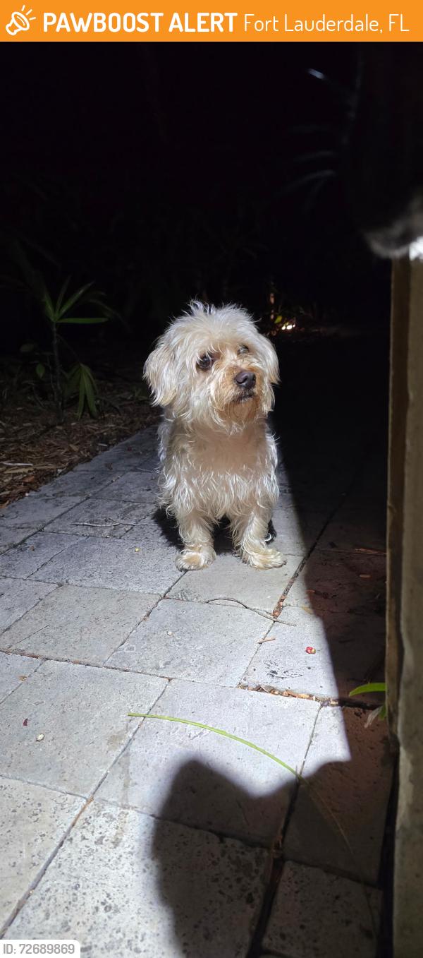 Found/Stray Male Dog last seen Anne Beck Park, Victoria Park , Fort Lauderdale, FL 33301