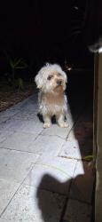 Found/Stray Male Dog last seen Anne Beck Park, Victoria Park , Fort Lauderdale, FL 33301