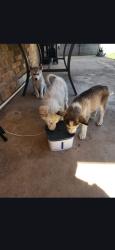 Found/Stray Unknown Dog last seen Bonham ave , Odessa, TX 79762