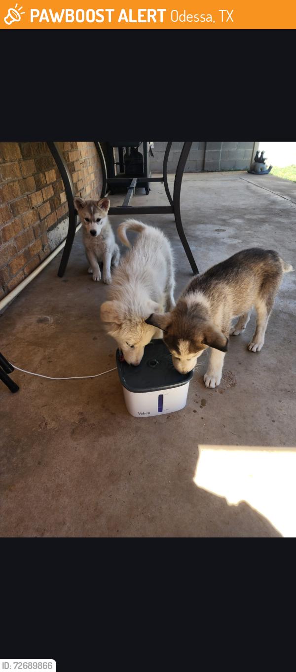 Found/Stray Unknown Dog last seen Bonham ave , Odessa, TX 79762