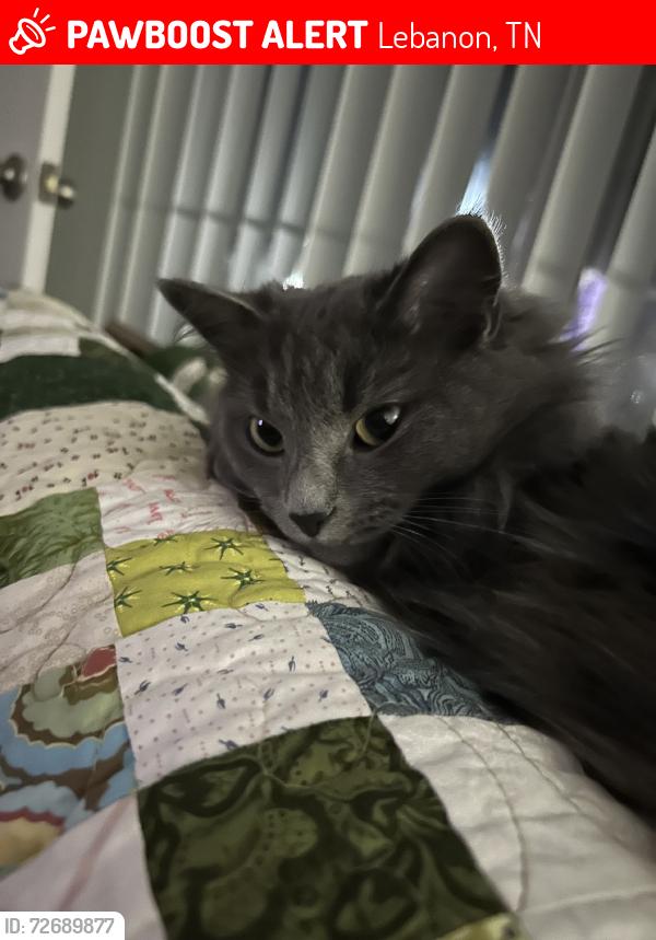 Lost Female Cat last seen Kroger, Lebanon, TN 37087