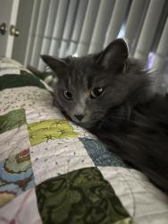 Lost Female Cat last seen Kroger, Lebanon, TN 37087
