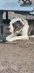 Lost Male Dog last seen 87th ave n baseline Laveen, az, Maricopa Colony, AZ 85339