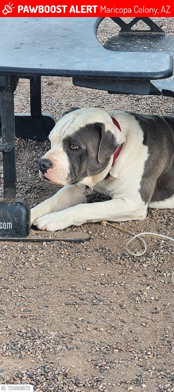 Lost Male Dog last seen 87th ave n baseline Laveen, az, Maricopa Colony, AZ 85339