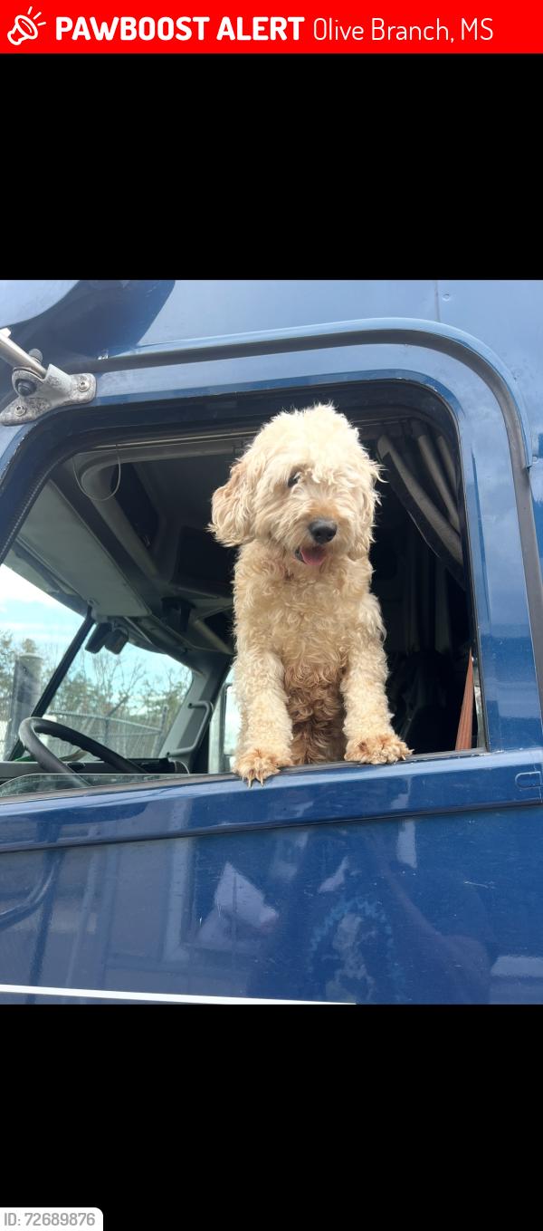 Lost Female Dog last seen Braybourne Community, Olive Branch, MS 38654