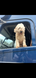 Lost Female Dog last seen Braybourne Community, Olive Branch, MS 38654