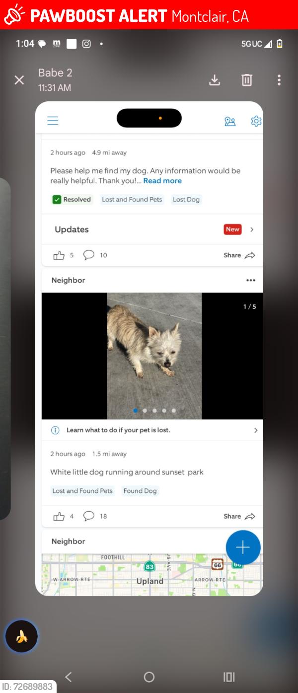 Lost Female Dog last seen Ramona ave, Montclair, CA 91763