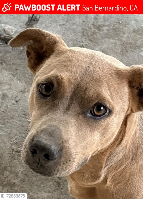 Lost Female Dog last seen Alexander Ave, San Bernardino, CA 92405