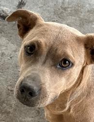 Lost Female Dog last seen Alexander Ave , San Bernardino, CA 92405