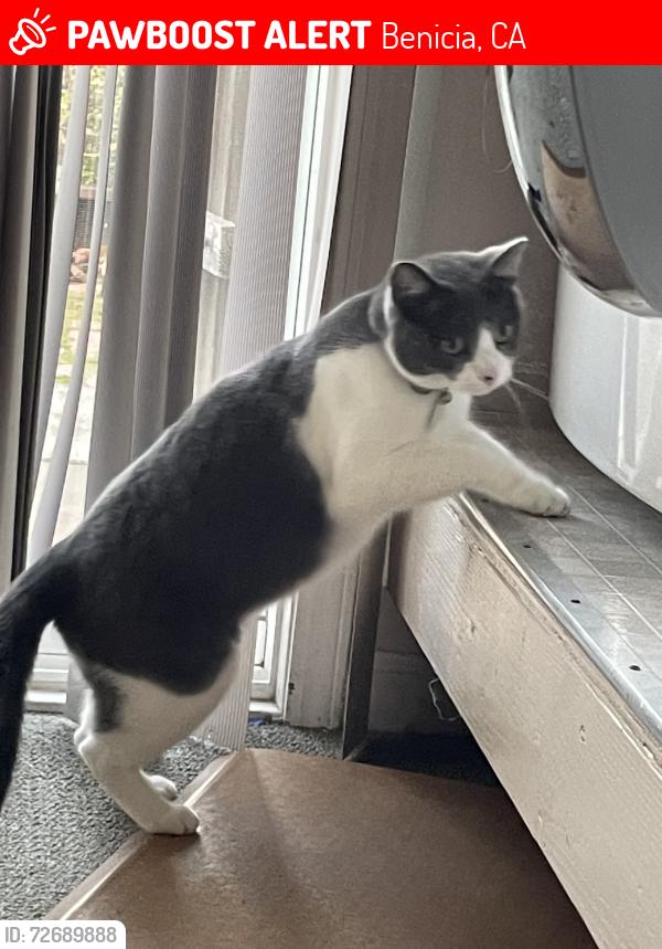 Lost Female Cat last seen 7th and West K St, Benicia, Benicia, CA 94510