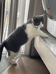 Lost Female Cat last seen 7th and West K St, Benicia, Benicia, CA 94510