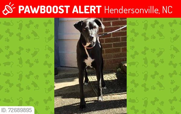 Lost Male Dog last seen Eubank & Coral Drive, Hendersonville, NC 28791