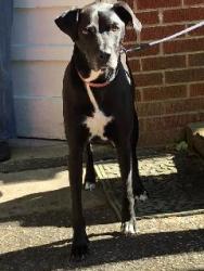 Lost Male Dog last seen Eubank & Coral Drive, Hendersonville, NC 28791