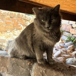 Found/Stray Unknown Cat last seen Gun Club Green ( Gated community) on the north side of Dartmouth across the street from Hamilton Middle School’s field , Denver, CO 80231
