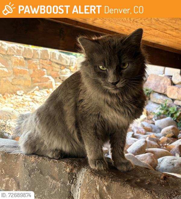 Found/Stray Unknown Cat last seen Gun Club Green ( Gated community) on the north side of Dartmouth across the street from Hamilton Middle School’s field , Denver, CO 80231