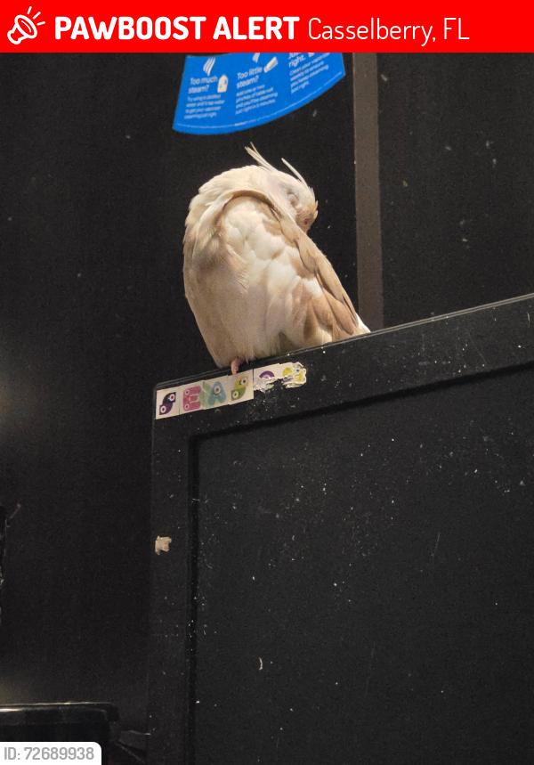 Lost Female Bird last seen Wheel park, Casselberry, FL 32707