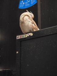 Lost Female Bird last seen Wheel park, Casselberry, FL 32707