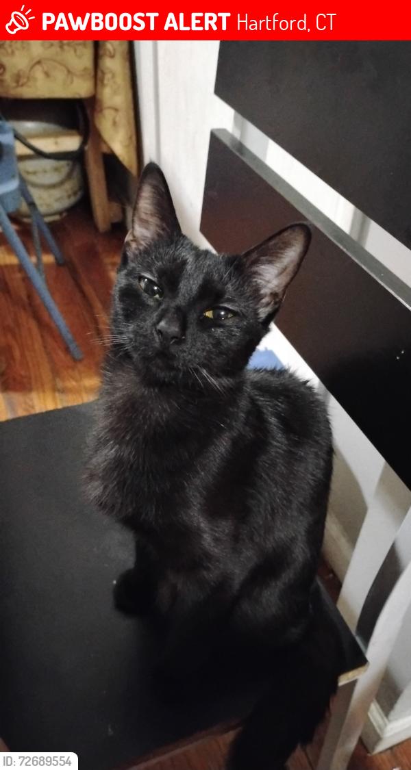 Lost Female Cat last seen Near zion street , Hartford, CT 06106