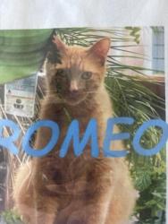 Lost Male Cat last seen It’s college park, San Antonio, TX 78249