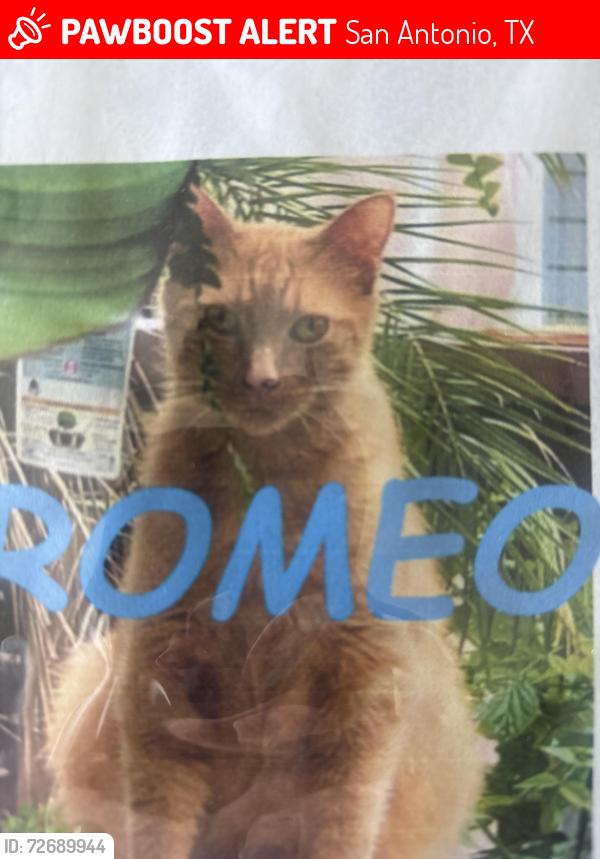 Lost Male Cat last seen It’s college park, San Antonio, TX 78249