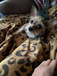 Lost Male Dog last seen Near Harvard , Cleveland, OH 44105