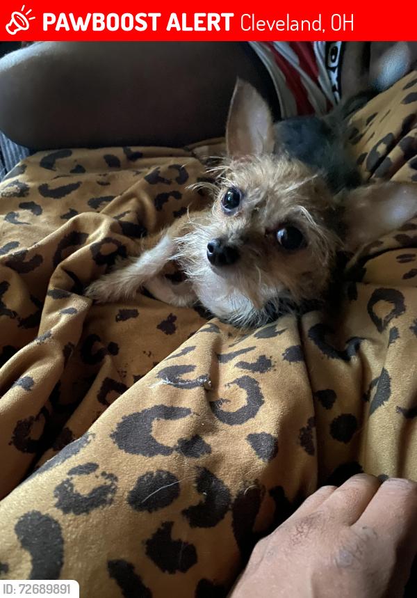 Lost Male Dog last seen Near Harvard , Cleveland, OH 44105
