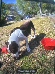 Found/Stray Unknown Dog last seen Grenada Drive, Columbus, GA 31903