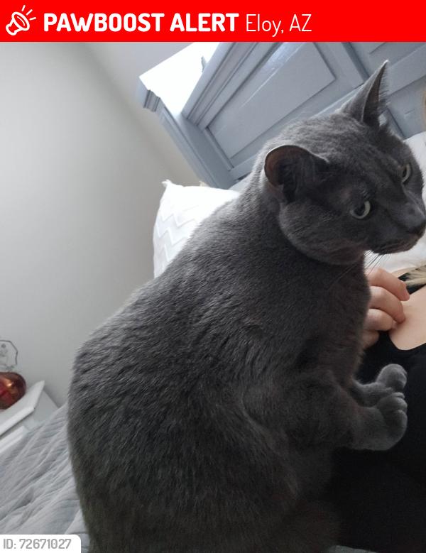 Lost Male Cat last seen Montezuma and toltec in eloy west, Eloy, AZ 85131