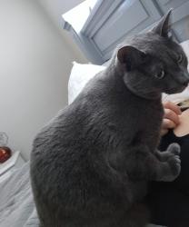 Lost Male Cat last seen Montezuma and toltec in eloy west, Eloy, AZ 85131