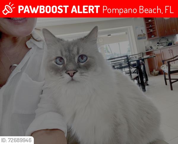 Lost Male Cat last seen 12th St SE X S Riverside Drive, Pompano Beach, FL 33062