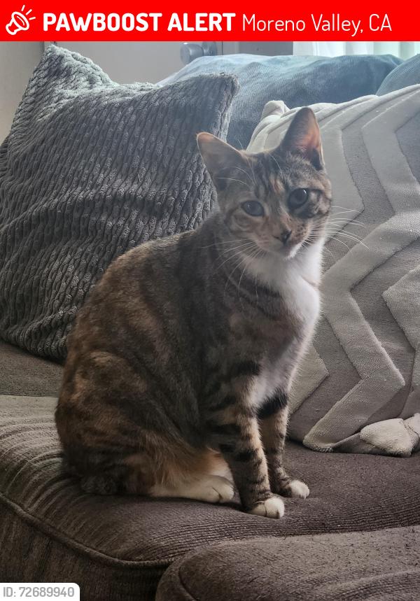 Lost Female Cat last seen Myers and Heacock, Myers and Indian, Moreno Valley, CA 92553
