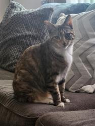 Lost Female Cat last seen Myers and Heacock, Myers and Indian, Moreno Valley, CA 92553