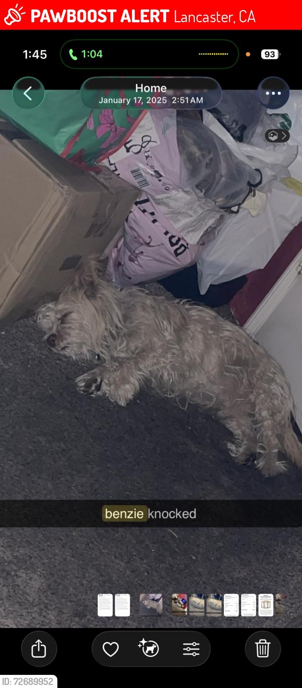 Lost Male Dog last seen ave k 6th street , Lancaster, CA 93534