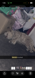 Lost Male Dog last seen ave k 6th street , Lancaster, CA 93534