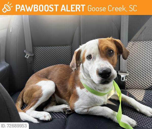 Found/Stray Male Dog last seen Near Gainesborough Dr, Goose Creek, SC 29945, Goose Creek, SC 29445