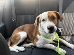 Found/Stray Male Dog last seen Near Gainesborough Dr, Goose Creek, SC 29945, Goose Creek, SC 29445