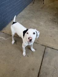 Found/Stray Male Dog last seen Wooddale cv tn, Memphis, TN 38118