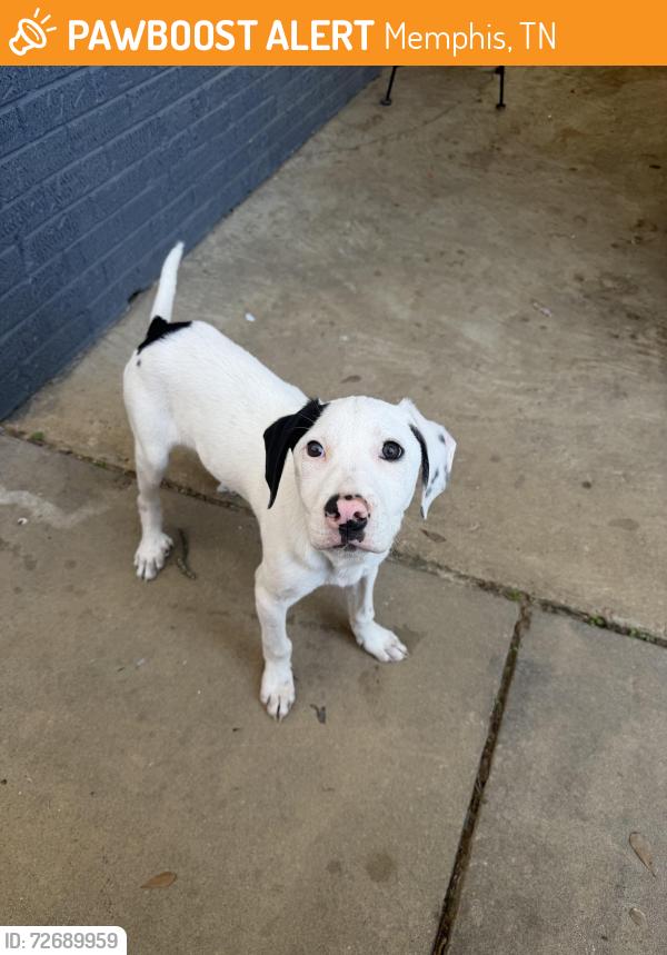 Found/Stray Male Dog last seen Wooddale cv tn, Memphis, TN 38118