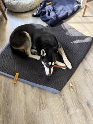 Found/Stray Male Dog last seen Buck Creek and Shortoff Road, Highlands , Macon County, NC 28741